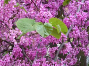 feuilles vertes sur fleurs violettes