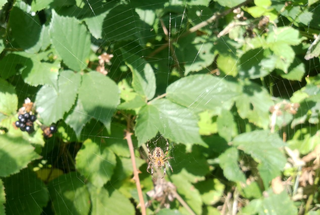 araignée gardienne